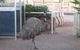Curtin Springs Station - thumb 5