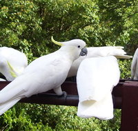 Lorikeet Lane BB - Accommodation Daintree
