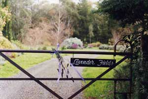 Adelaide Hills Country Cottages - Lavender Fields - Accommodation Daintree 3
