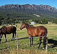 Hurlfield Farm Cottage - Accommodation Daintree