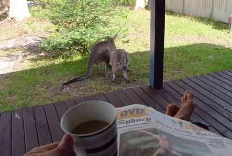 Bush And Bay Cottage - Accommodation Daintree 0