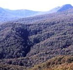 Callicoma Hill Eco-Cabins - Accommodation Daintree