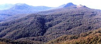 Callicoma Hill Eco-Cabins - Accommodation Daintree 0