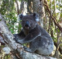 O'Carrollyns At One Mile Beach - Accommodation Daintree
