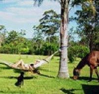 Neds Bed Horse O Tel - Accommodation Daintree