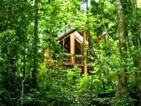 Fur'N'Feathers Rainforest Tree Houses - Accommodation Daintree 0