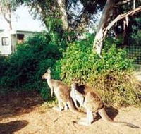 Avoca Dell Caravan Park - Accommodation Daintree