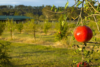 Talga Estate - Accommodation Daintree 25