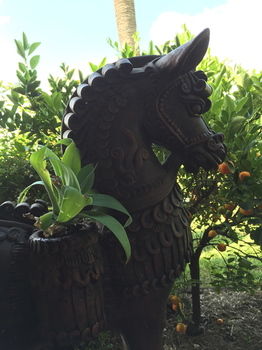 Lilies Luxury Retreats - Accommodation Daintree 22