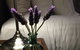 Lilies Luxury Retreats - thumb 51