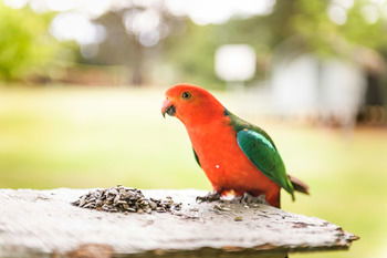 Federation Gardens & Possums Hideaway - Accommodation Daintree 24