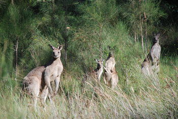 Worrowing At Jervis Bay - Accommodation Daintree 51