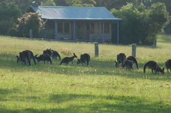 Worrowing At Jervis Bay - Accommodation Daintree 62