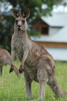 Worrowing At Jervis Bay - Accommodation Daintree 78