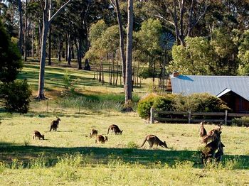 Worrowing At Jervis Bay - Accommodation Daintree 101