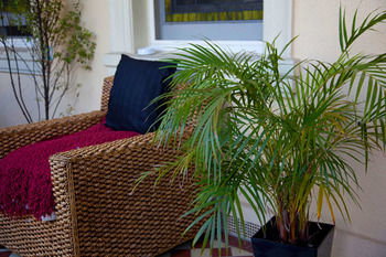 Carlton Terrace - Accommodation Daintree 7