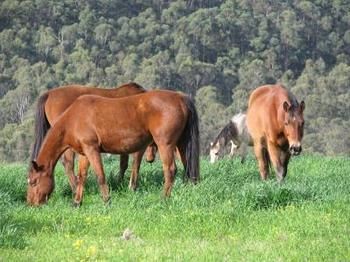 Hill Top Country Guest House - Accommodation Daintree 2