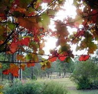 Elfin Hill Country Accommodation - Accommodation Daintree