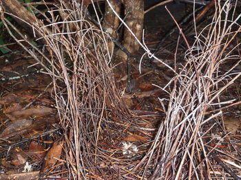 Woollamia Village Retreat - Accommodation Daintree 36