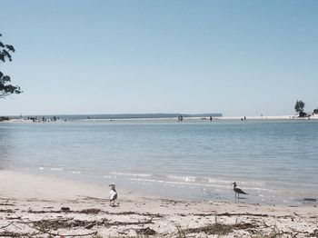 Huskisson Beach Bed And Breakfast - Accommodation Daintree 3