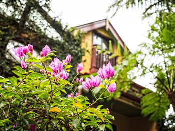 The Regents Park - Accommodation Daintree 3