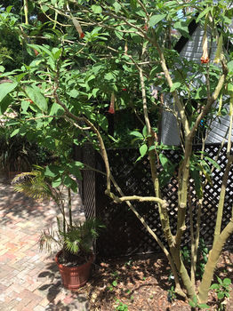 The Regents Park - Accommodation Daintree 54