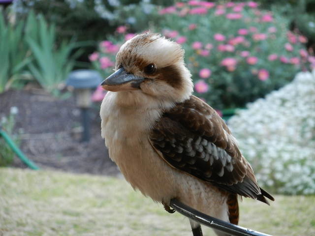 Yelta VIC Accommodation Daintree