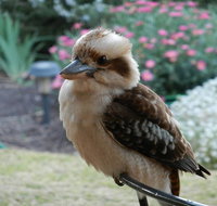 Glenbar Cottage - Accommodation Daintree