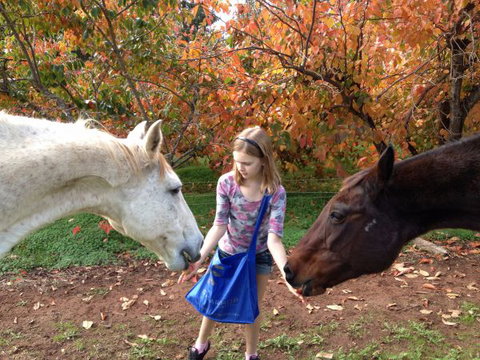 Balingup Heights Hilltop Forest Cottages - Accommodation Daintree 10