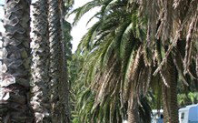 Barlings Beach Holiday Park - Accommodation Daintree 2