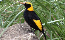Easy Street Retreat - Accommodation Daintree 1