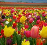 Golfview Lodge - Accommodation Daintree