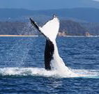 Snug Cove Bed and Breakfast - Accommodation Daintree
