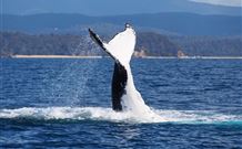Snug Cove Bed And Breakfast - Accommodation Daintree 0