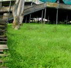 Snowy Valley Resort - Accommodation Daintree