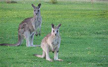 Leslie Cottage - Accommodation Daintree 6