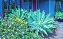 Jerrys Plains NSW Accommodation Daintree