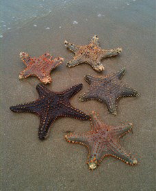 The Oaks On Facing Island - Accommodation Daintree 2