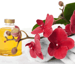 Sunny Hill Retreat Accommodation  Day Spa - Accommodation Daintree