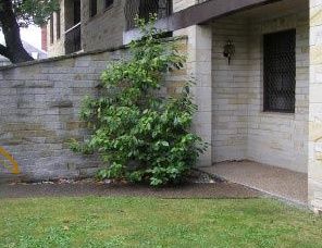 Avon Court Apartments - Accommodation Daintree 2