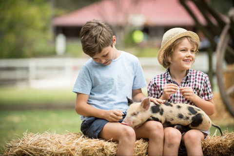 Paradise Country Farmstay - Accommodation Daintree 8