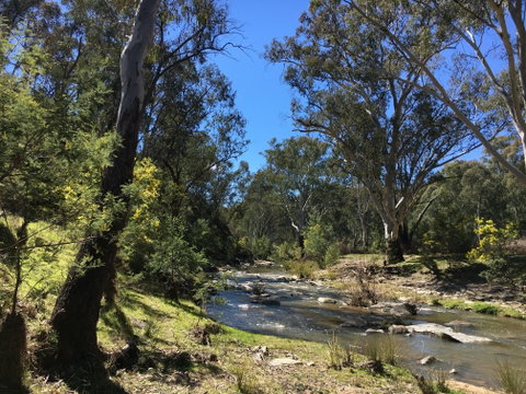 Highfield Farm And Woodland Bush Campsites - Accommodation Daintree 0