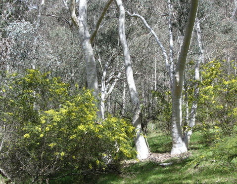 Highfield Farm And Woodland Bush Campsites - Accommodation Daintree 4