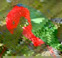 Peacock Creek campground - Accommodation Daintree