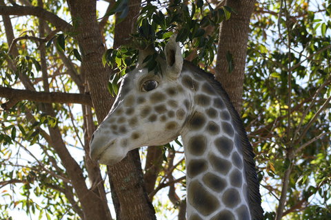 Sarina Palms Caravan Village - Accommodation Daintree 7