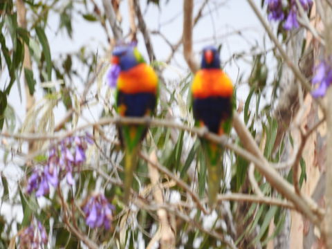 Twilight Grove Farm Bed And Breakfast - Accommodation Daintree 0