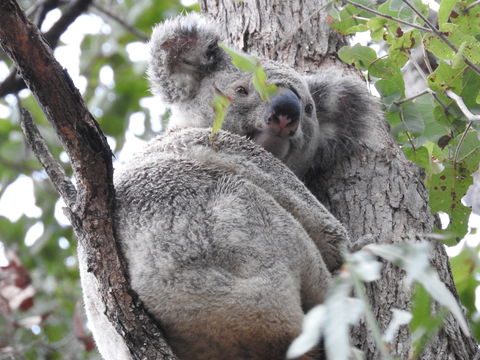 Twilight Grove Farm Bed And Breakfast - Accommodation Daintree 1