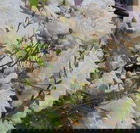 Old Post Office Guesthouse Carcoar - Accommodation Daintree