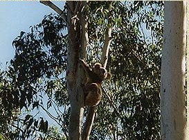 Bush Haven - Accommodation Daintree 1