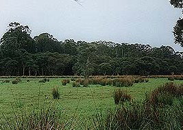Bush Haven - Accommodation Daintree 4